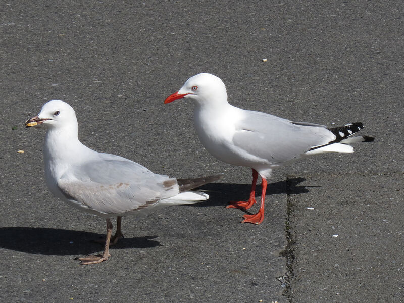 Mouette argentéeadulte