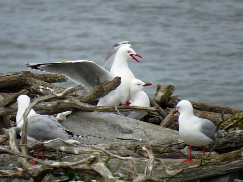 Mouette argentée