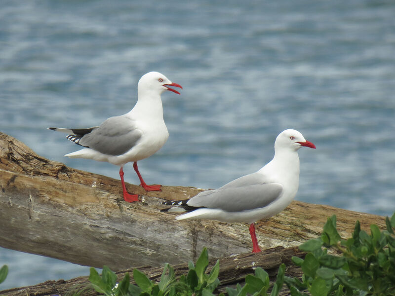 Silver Gull