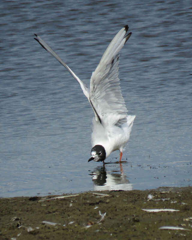 Bonaparte's Gull