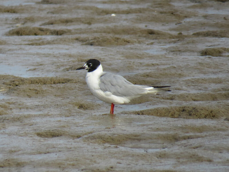 Bonaparte's Gull