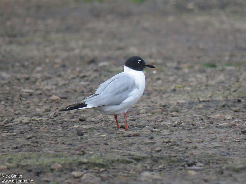 Mouette de Bonaparteadulte nuptial, identification