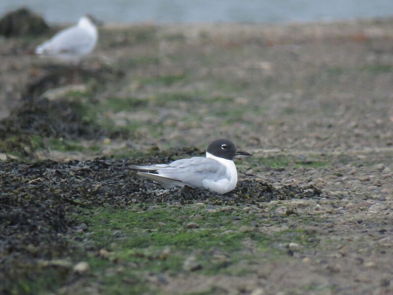 Bonaparte's Gull