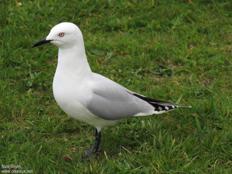 Mouette de Buller