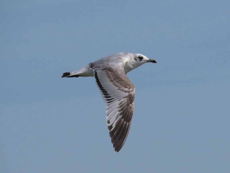 Mouette mélanocéphale1ère année