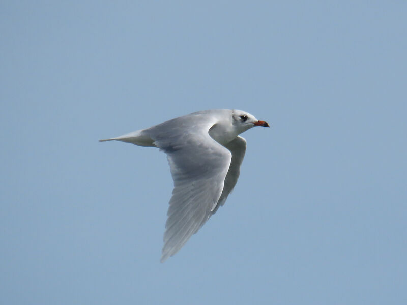 Mouette mélanocéphale