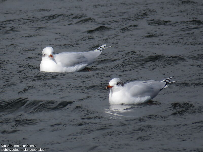 Mouette mélanocéphale2ème année