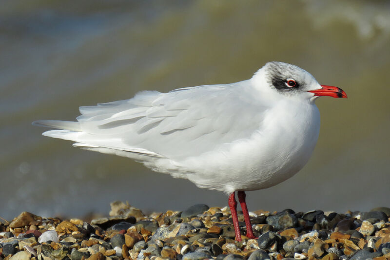 Mouette mélanocéphale