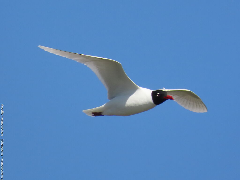 Mouette mélanocéphale