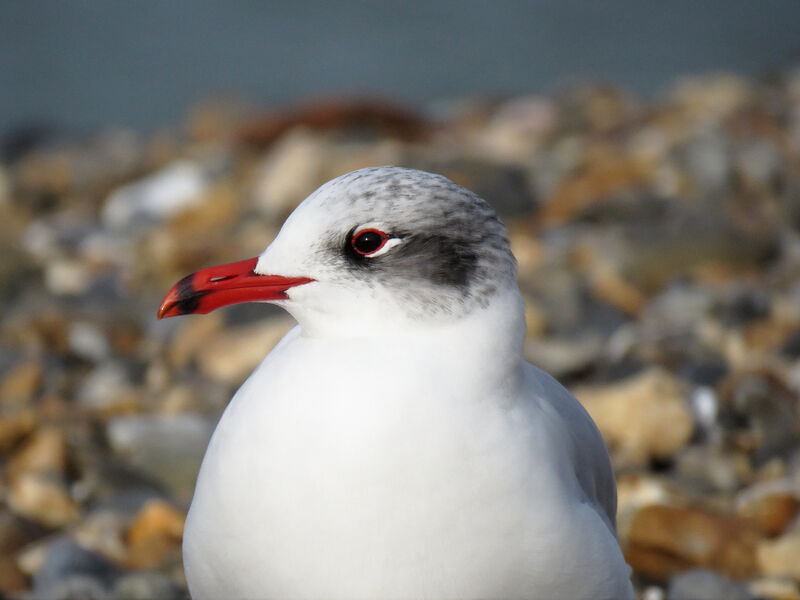 Mouette mélanocéphale