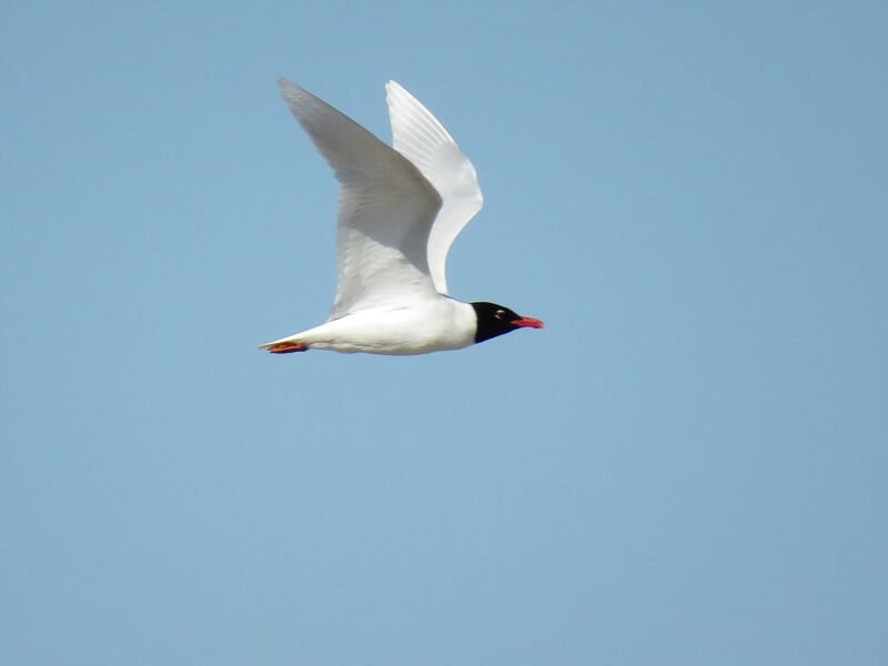 Mouette mélanocéphale