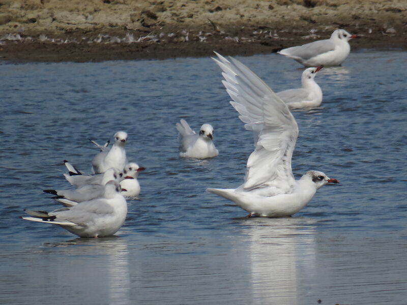 Mouette mélanocéphale