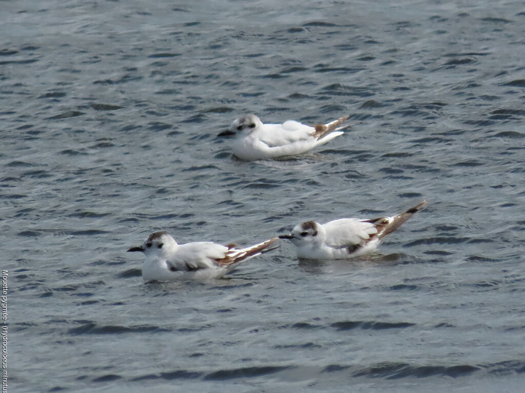 Mouette pygmée