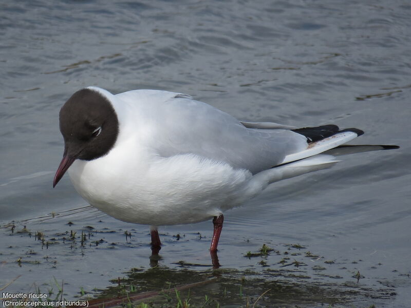 Black-headed Gull