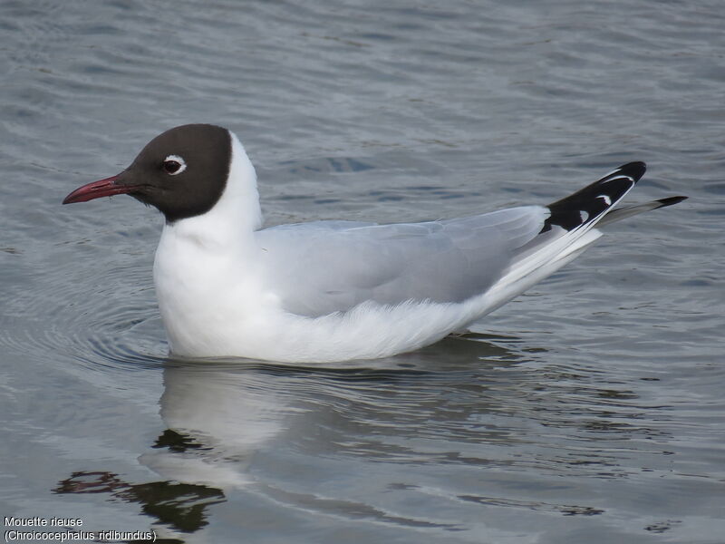 Mouette rieuse