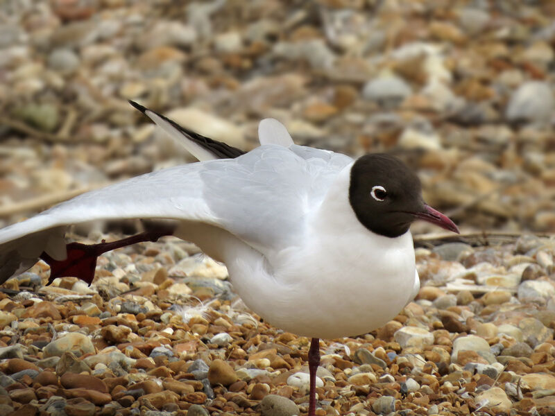 Mouette rieuse