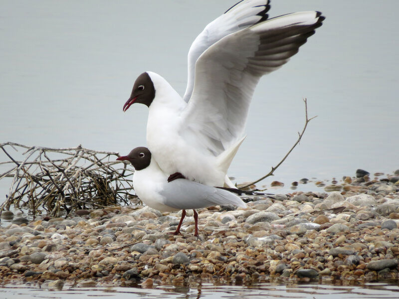 Black-headed Gull, mating.