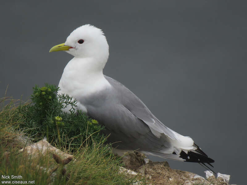 Mouette tridactyle