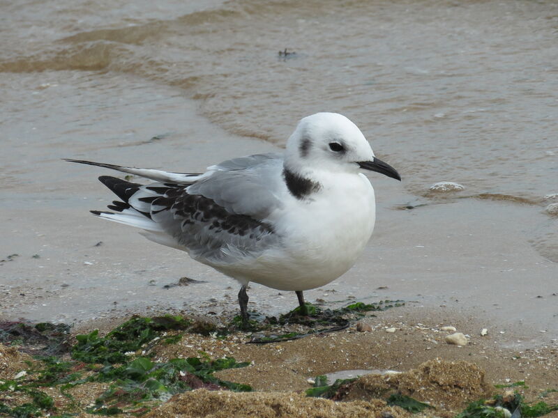 Mouette tridactyleimmature