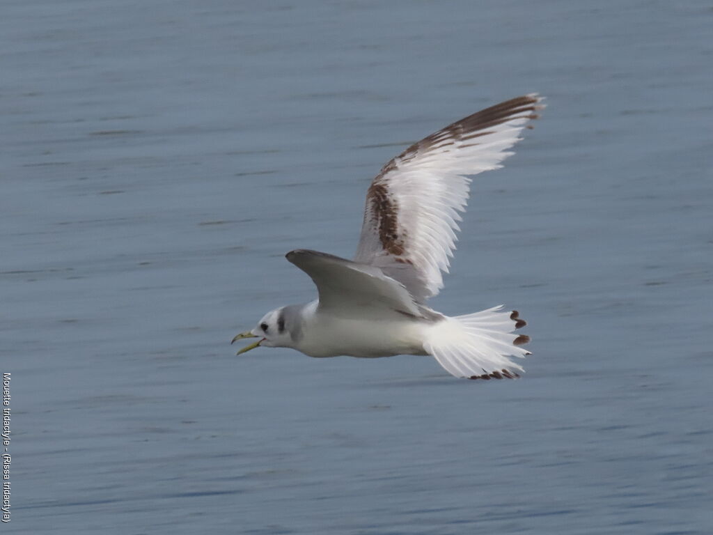 Black-legged Kittiwake
