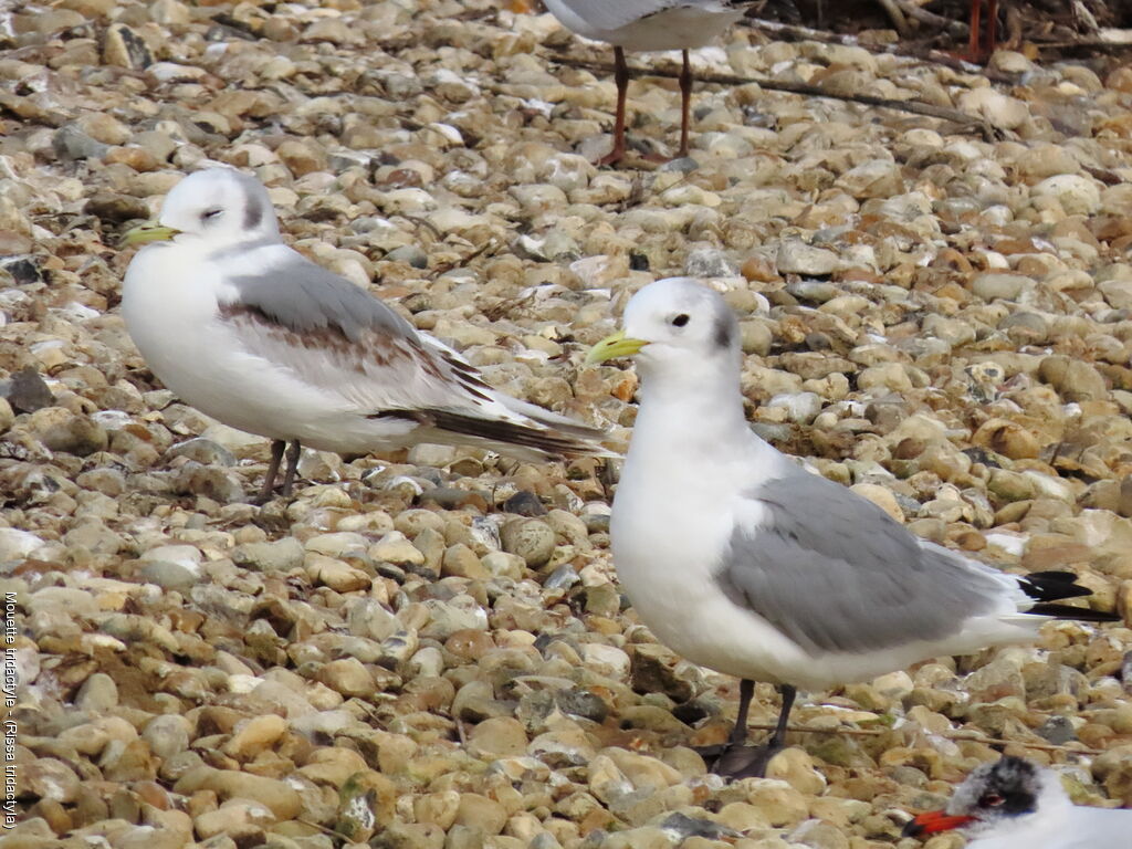 Black-legged Kittiwake