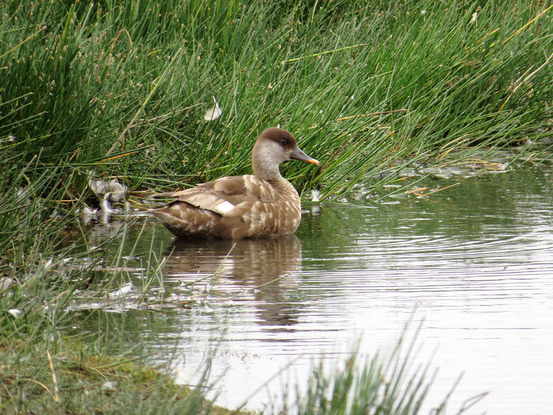 Red-crested Pochard