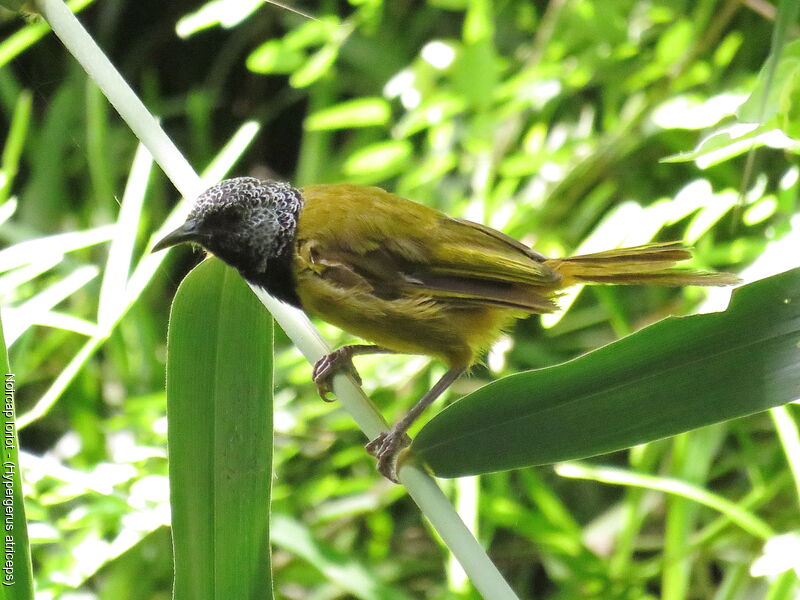 Oriole Warbler