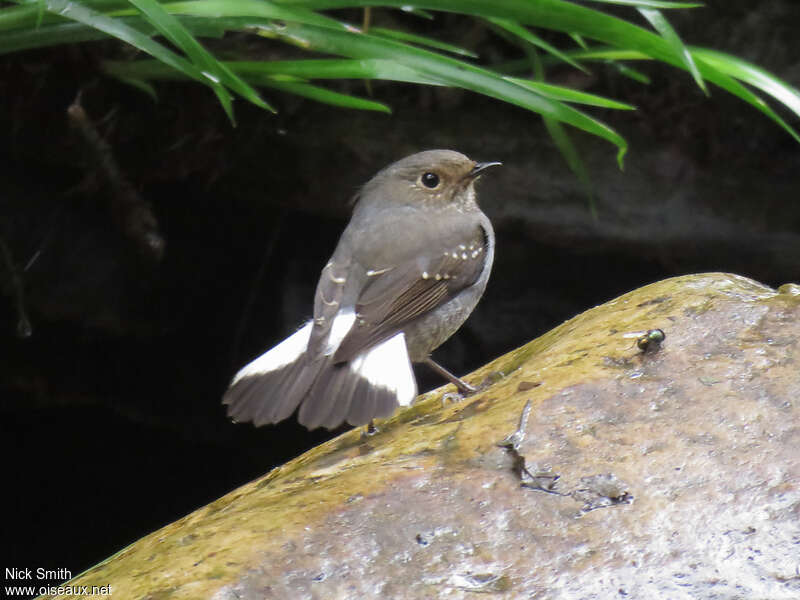 Plumbeous Water Redstart female adult, pigmentation, Behaviour