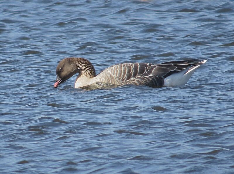 Pink-footed Goose