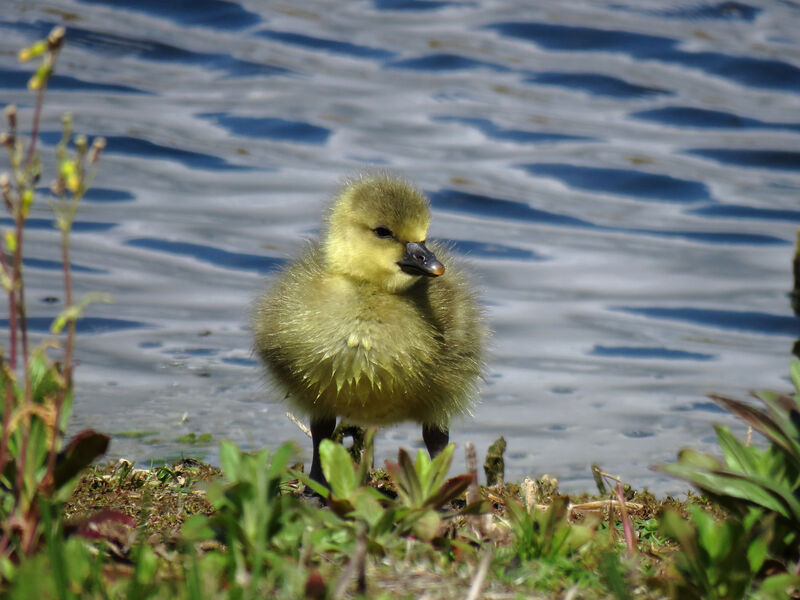 Greylag Goosejuvenile