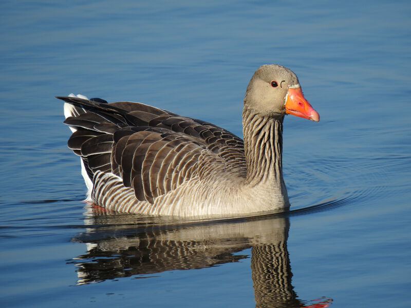 Greylag Goose