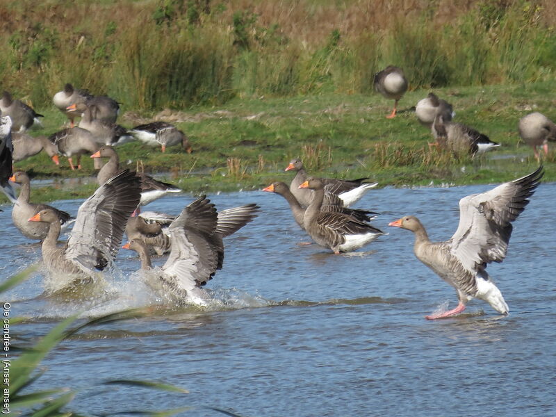 Greylag Gooseadult