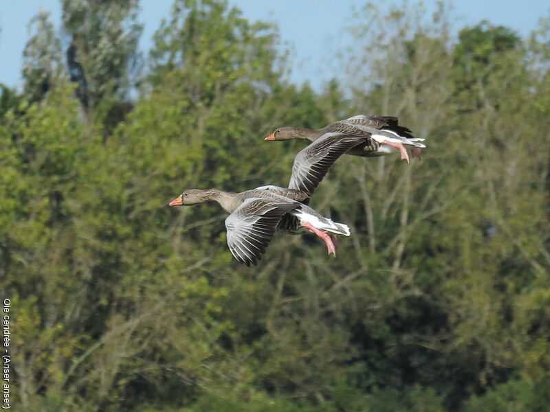 Greylag Gooseadult