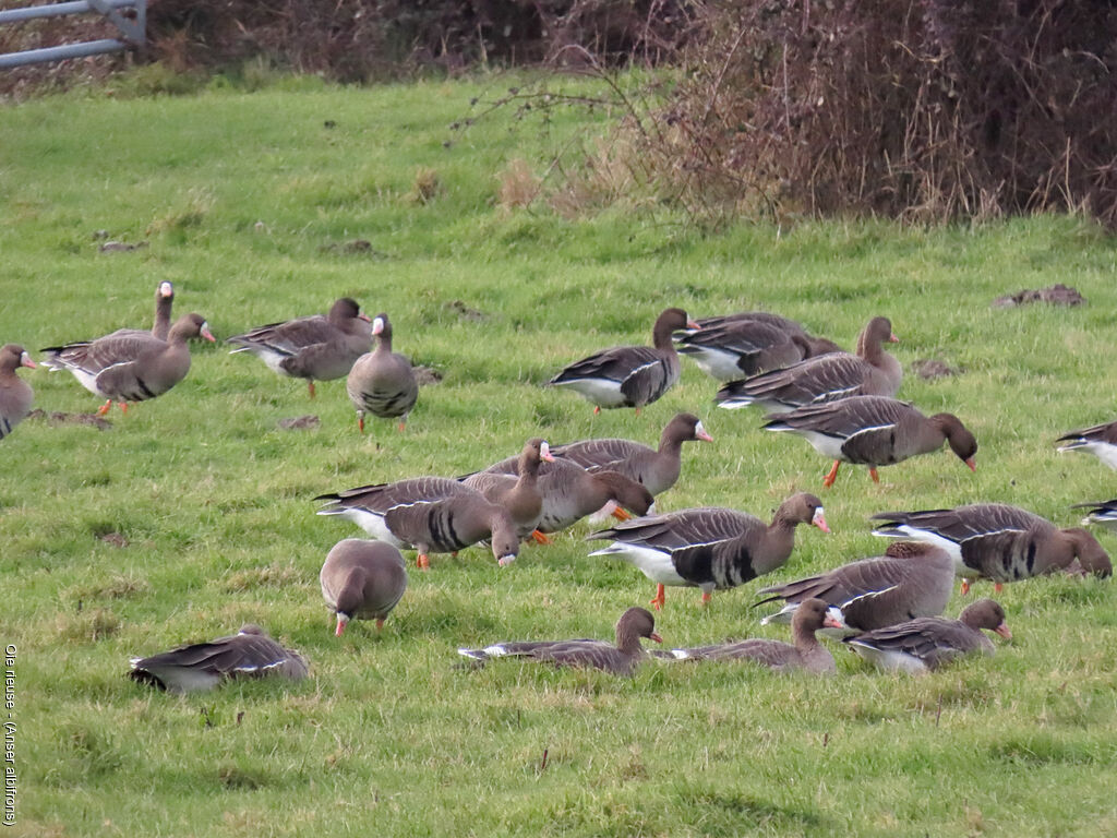 Greater White-fronted Goose