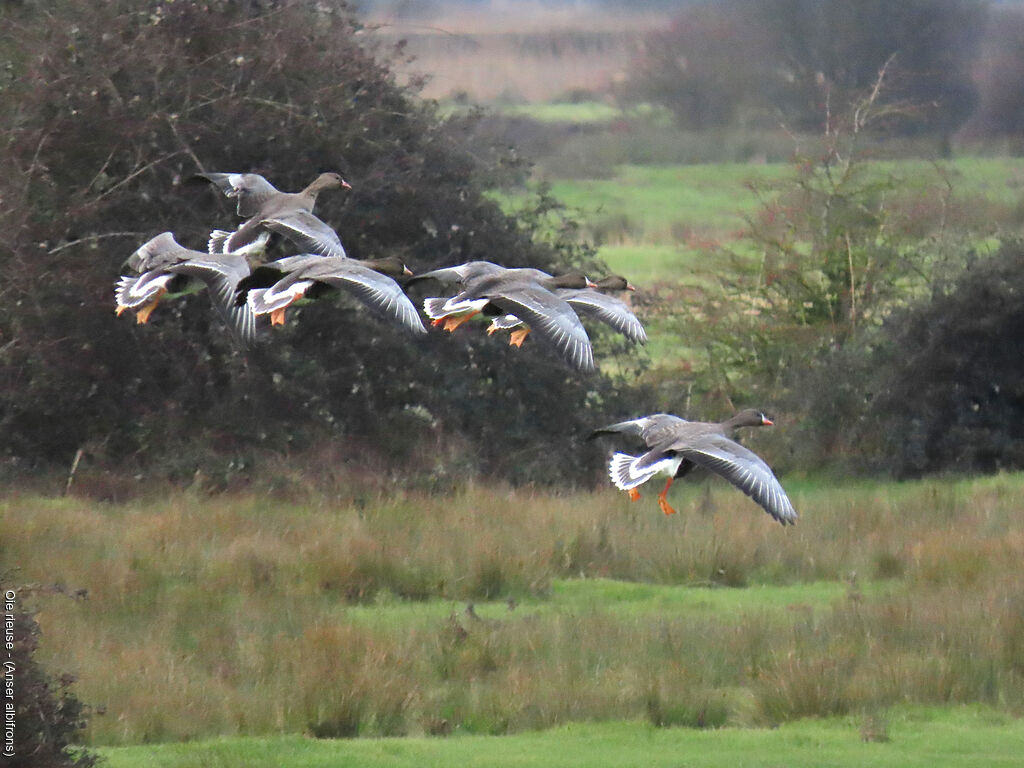 Greater White-fronted Goose