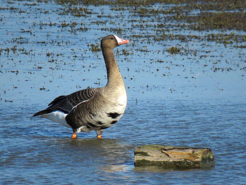 Greater White-fronted Goose