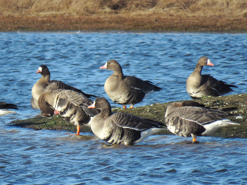 Greater White-fronted Goose