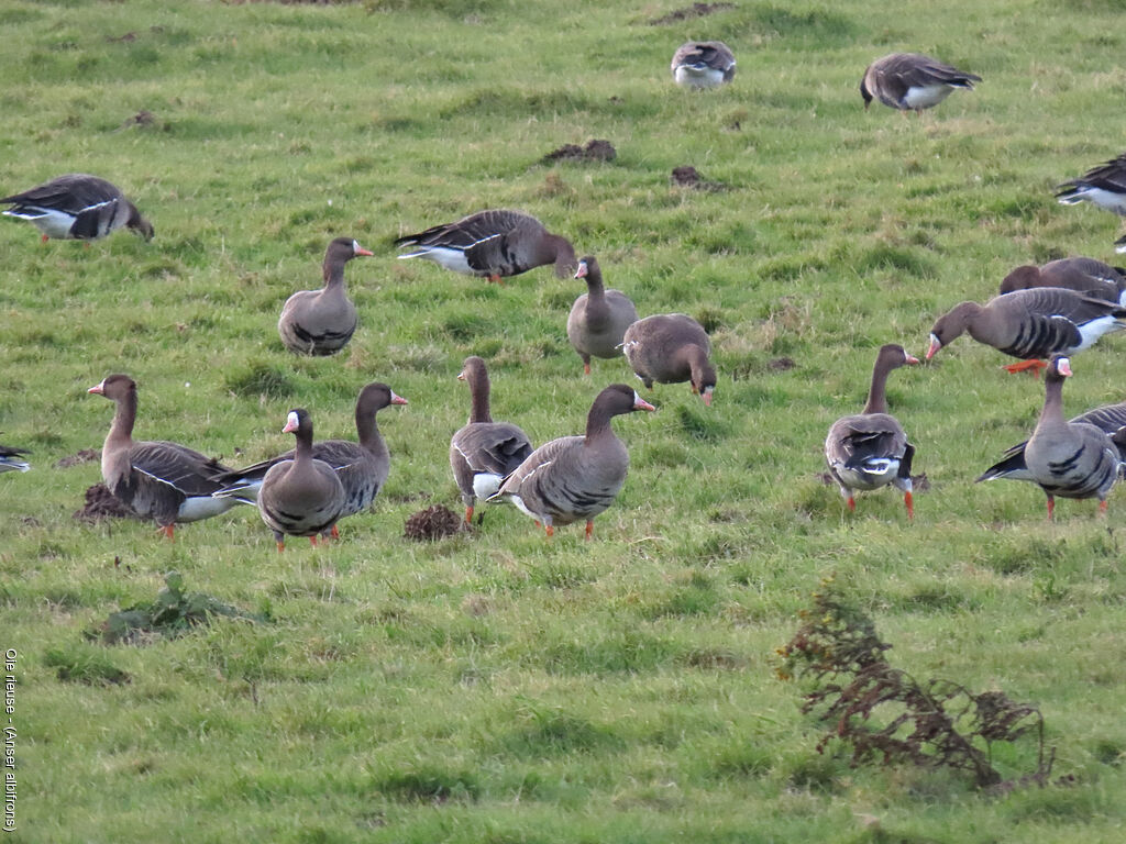 Greater White-fronted Goose