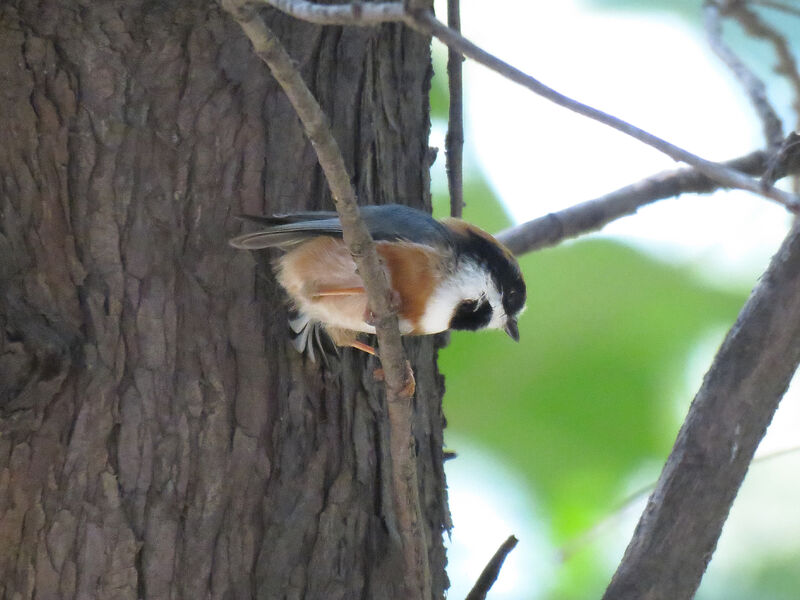 Black-throated Bushtit