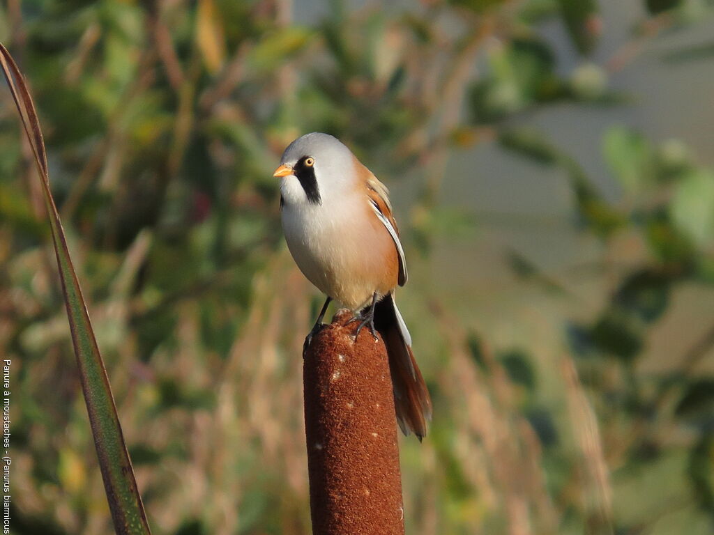 Panure à moustaches