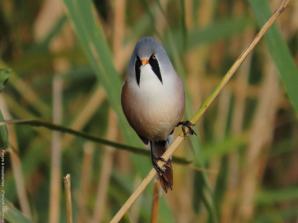 Panure à moustaches