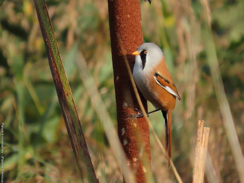 Panure à moustaches