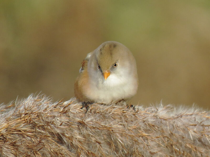 Bearded Reedling female