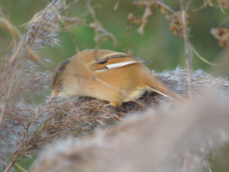 Bearded Reedling female