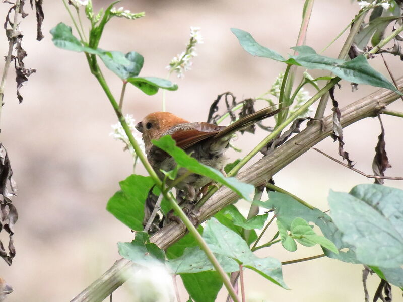 Vinous-throated Parrotbill