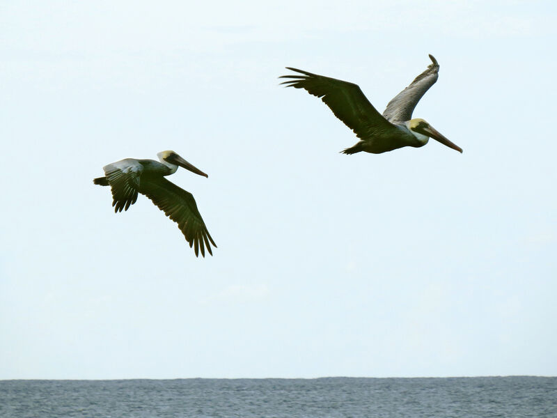 Brown Pelican