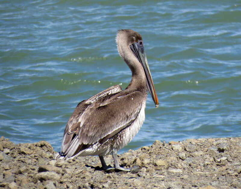 Brown Pelicanjuvenile