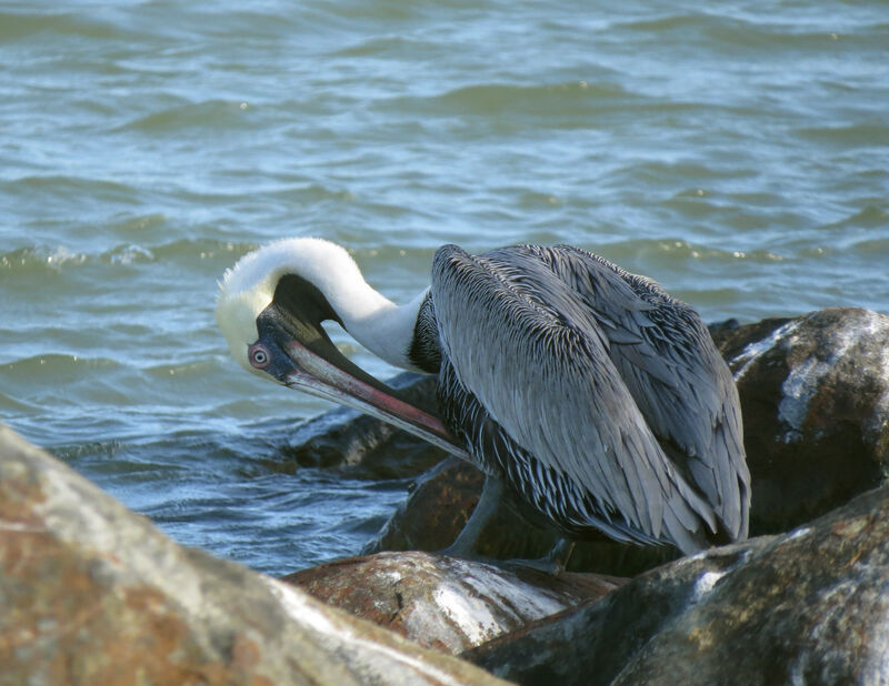 Brown Pelican