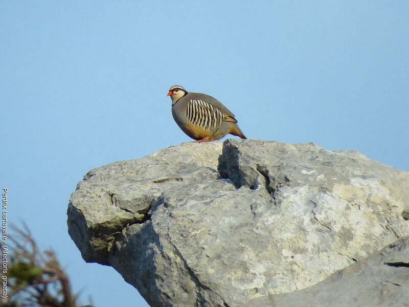 Rock Partridge