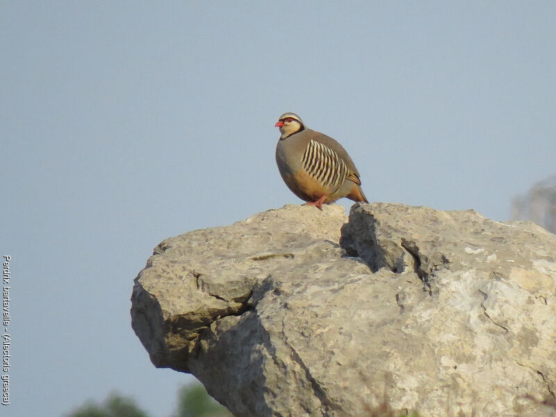 Rock Partridge